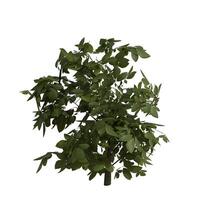 A small tree with leaves on it photo