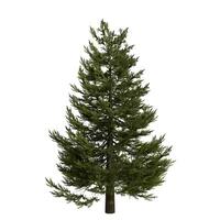 A single pine tree is shown on a white background photo