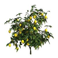 A lemon tree with yellow fruit on it on white photo