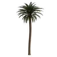 A palm tree is shown on a white background photo