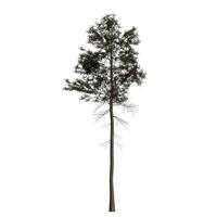 A tall pine tree is standing alone on a white background photo