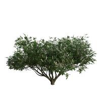 A tree with green leaves on a solid white background photo