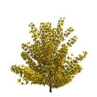 A tree with yellow flowers on a white background photo