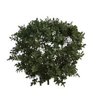 A green tree with leaves on it photo