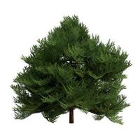 A large green tree is shown on a white background photo