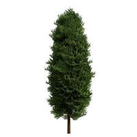 A tall green tree on a white background photo