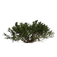 A small bush with green leaves on a white background photo