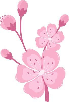 Cherry Blossom Flower in Bloom. Flat and Simple Pink Sakura.