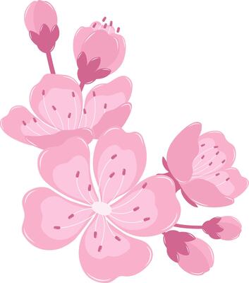 A Beautiful Cherry Blossom Flower Border. Flat and Simple Pink Sakura.