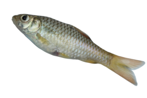 side view Barbodes binotatus commonly known as the spotted barb or common barb isolated on transparent background png
