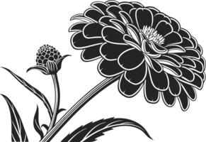 Colorful Zinnia Flower Set Design for Printing Projects vector