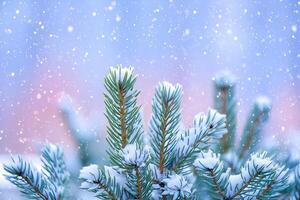 Close up view of frosted evergreen branches with falling snow and a soft pink and blue gradient background photo