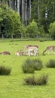 Fallow Deer Relaxing in a Lush Field with Forest Background photo