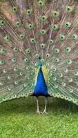 Vivid Peacock Displaying Colorful Feathers With Intricate Patterns in Outdoor Setting photo