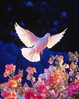 White Dove in Flight Over Pink and White Flowers photo