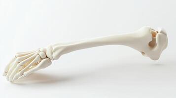 Detailed anatomical representation of a human arm bone structure. photo