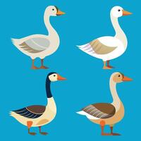 Funny Goose Illustration Set with Colorful Feathers and Cute Expressions vector