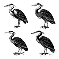 Decorative Heron Illustration Set with Elegant Feather Details and Standing Poses vector