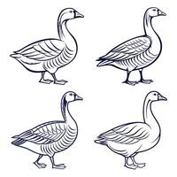 Goose bird in black and white line art style with elegant feathers and side walking pose vector