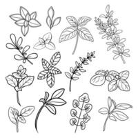 Hand drawn botanical herbs and leaves collection in clean minimal style vector