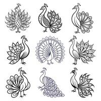Decorative Hand Drawn Peacock Illustration Set with Elegant Feather Patterns vector