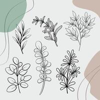Minimal hand drawn herbs and leaves with botanical line art style on soft background vector