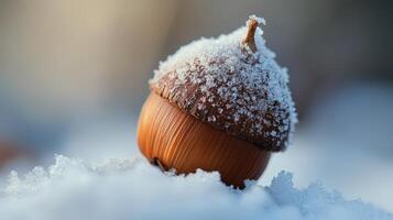 An acorn covered in frosty snow rests upon a snowy surface photo