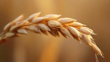 A close up image of a single wheat stalk photo
