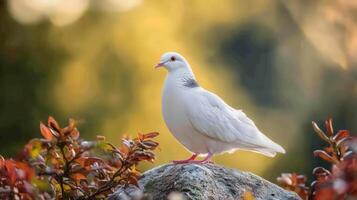A graceful white pigeon stands proudly atop a gray stone photo
