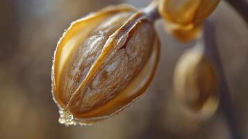 Open seed pod reveals its delicate insides during daylight hours photo