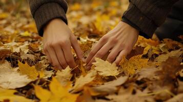 Two hands exploring a bed of autumn leaves. photo