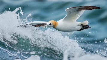 A seabird soars through a crashing wave. photo