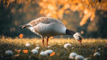 Gray goose foraging in autumnal parkland. photo