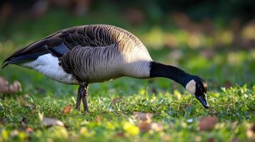 A Canadian goose foraging in a grassy field. photo