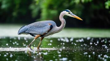 Graceful heron wading through shallow water. photo