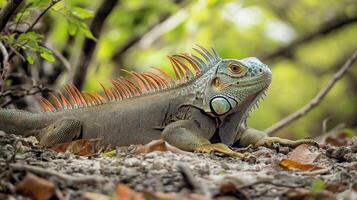 Close-up of a vibrant iguana resting on the forest floor. photo