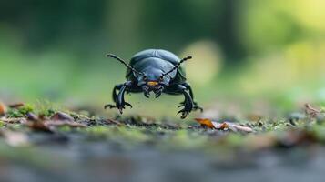 Dark beetle in mid-flight over natural ground cover. photo