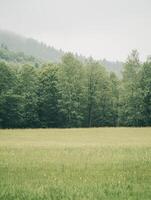 Field, Deciduous Trees, and Coniferous Hillside in Mist photo