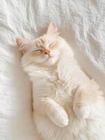Sleeping Cream Ragdoll Cat on White Fabric photo