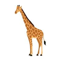 Cartoon Giraffe Standing in Profile View. Wild savannah animal vector
