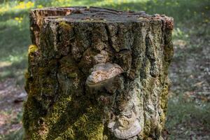 Tree Stump with Moss and Shelf Fungi photo