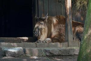 Takin Resting on Stone Ledge Near Wooden Enclosure photo