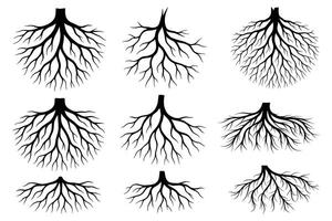 Set of Tree Root Silhouettes Root System Illustrations for Nature and Botanical Designs vector