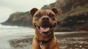 Happy Dog Portrait on Beach, Close Up of Smiling Face, Warm Colors, Beautiful day, Looking at Camera photo