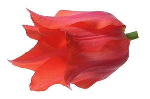 Red tulip flower in bloom, with gently curved petals, isolated background photo