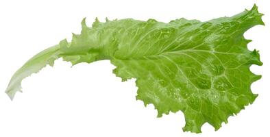Lettuce leaf with ruffled edges, isolated background, close up photo