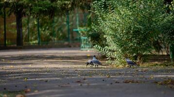 Three grey crows are on a paved path in a park photo