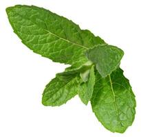 Green mint leaves on isolated background, showing their vibrant color, detailed texture, and natural veining photo