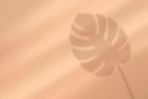 Monstera leaf shadow on beige background with soft light vector