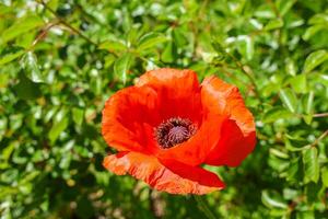 Red Oriental Poppy Blooming in Spring Garden photo